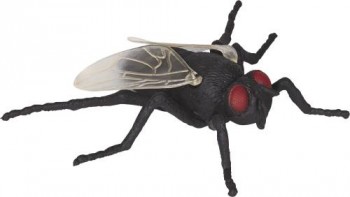 Fetter Brummer Wild+Cool